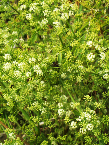 Wild Celery